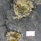 The Deltapodus tracks, which is indicative of stegosaurs.